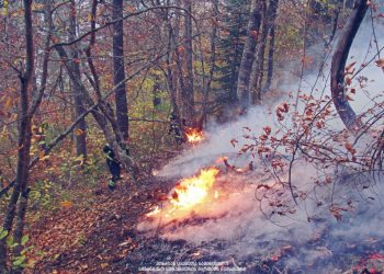 საქართველოში ხანძრების სერია გრძელდება