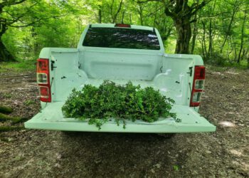 კახეთსა და სამეგრელოში ბზის უკანონო მოპოვებისა და ტრანსპორტირების ფაქტები გამოვლინდა