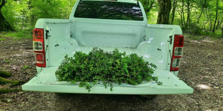 კახეთსა და სამეგრელოში ბზის უკანონო მოპოვებისა და ტრანსპორტირების ფაქტები გამოვლინდა