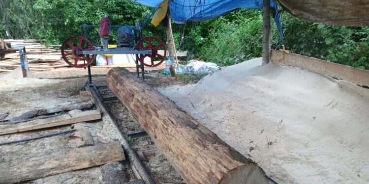 ბორჯომში უკანონო სახერხი საამქრო გამოავლინეს