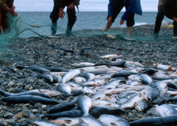 სამეგრელოსა და შიდა ქართლში ელექტროიარაღით უკანონო თევზჭერის 3 ფაქტი გამოავლინეს