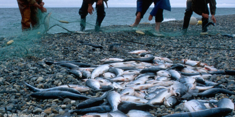 სამეგრელოსა და შიდა ქართლში ელექტროიარაღით უკანონო თევზჭერის 3 ფაქტი გამოავლინეს