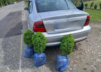 გარემოსდაცვითი ზედამხედველობის დეპარტამენტის თანამშრომლებმა ბზის უკანონო მოპოვებისა და ტრანსპორტირების 4 ფაქტი გამოავლინეს