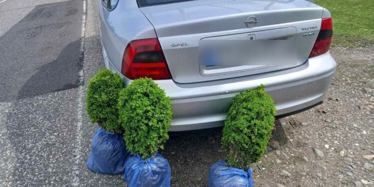 გარემოსდაცვითი ზედამხედველობის დეპარტამენტის თანამშრომლებმა ბზის უკანონო მოპოვებისა და ტრანსპორტირების 4 ფაქტი გამოავლინეს