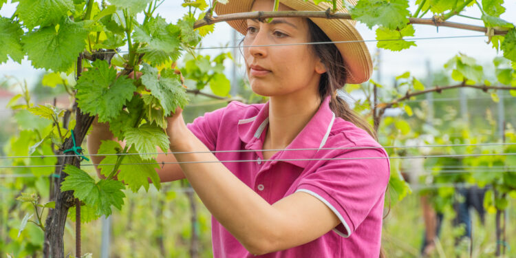 ქართველი მევენახეების მხარდასაჭერად ვაზის მწვანე სხვლის ტრენინგი გაიმართა