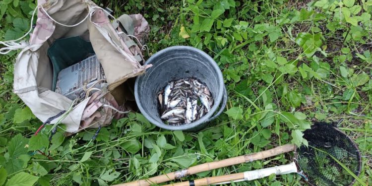 კახეთში ელექტროიარაღით უკანონო თევზჭერის ფაქტი გამოავლინეს