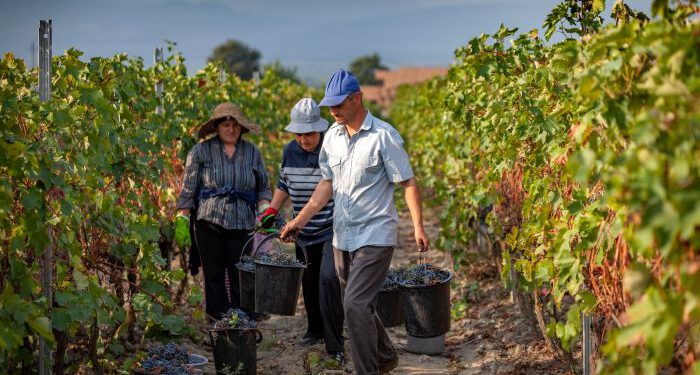 კახეთში რთველი დაიწყო