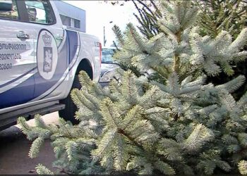 გარემოს დაცვითი ზედამხედველობის დეპარტამენტი წიწვოვანი ხე-მცენარეების მოპოვებაზე, ტრანსპორტირებასა და რეალიზაციაზე კონტროლს ამკაცრებს