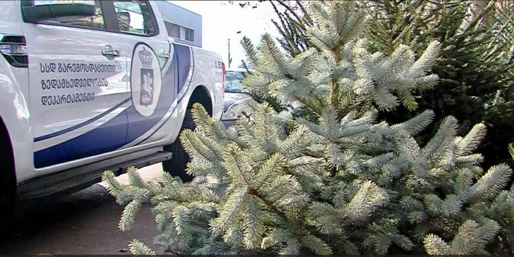 გარემოს დაცვითი ზედამხედველობის დეპარტამენტი წიწვოვანი ხე-მცენარეების მოპოვებაზე, ტრანსპორტირებასა და რეალიზაციაზე კონტროლს ამკაცრებს