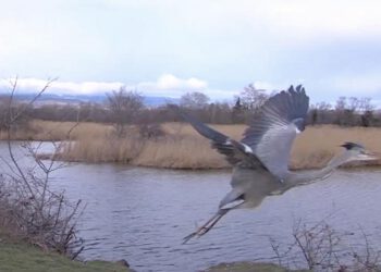 გარემოსდაცვითი ზედამხედველობის დეპარტამენტის თანამშრომლებმა დაშავებულიფრინველები — ყანჩა და „წითელი ნუსხით“ დაცული შურთხი გადაარჩინეს