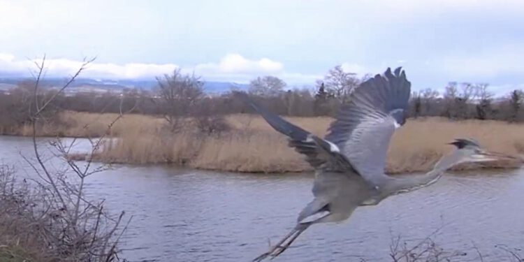 გარემოსდაცვითი ზედამხედველობის დეპარტამენტის თანამშრომლებმა დაშავებულიფრინველები — ყანჩა და „წითელი ნუსხით“ დაცული შურთხი გადაარჩინეს